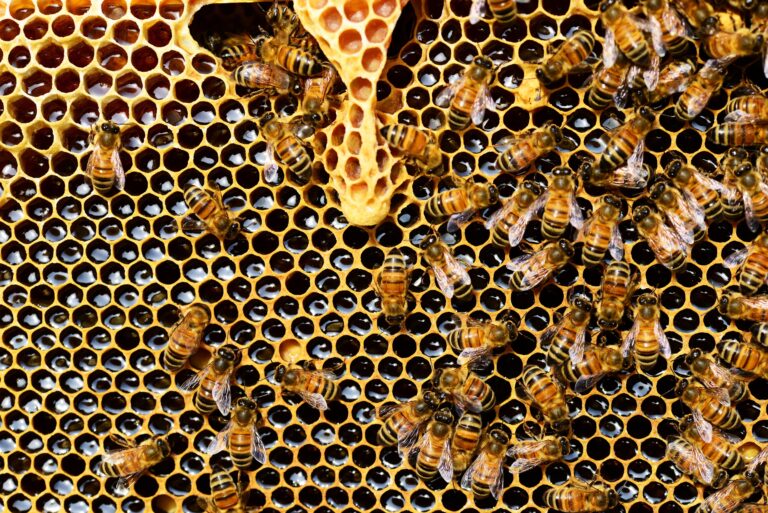 How to Start Beekeeping in Urban Areas